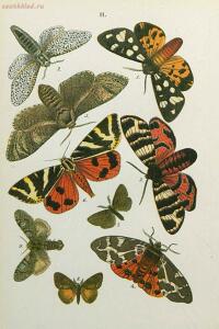 Краткое руководство к собиранию и определению бабочек 1908 год - 33-AQDslG4BIfE.jpg