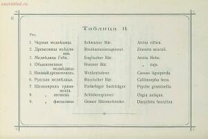 Краткое руководство к собиранию и определению бабочек 1908 год - 34-BA3BiPVwcEc.jpg
