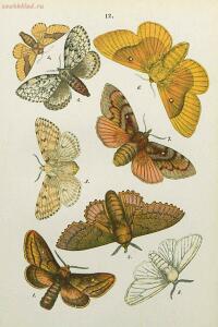 Краткое руководство к собиранию и определению бабочек 1908 год - 38-l7NjfTmAdLw.jpg