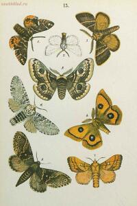 Краткое руководство к собиранию и определению бабочек 1908 год - 39-hlztrvRVNPk.jpg