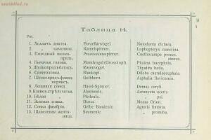 Краткое руководство к собиранию и определению бабочек 1908 год - 43-G7sD3s6igRo.jpg
