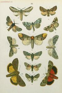 Краткое руководство к собиранию и определению бабочек 1908 год - 44-vlKbs1FnfTQ.jpg