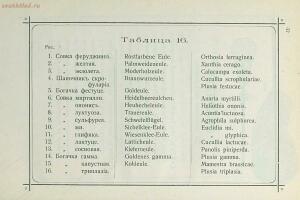 Краткое руководство к собиранию и определению бабочек 1908 год - 49-MN-C_qewZ58.jpg