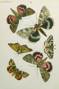 Краткое руководство к собиранию и определению бабочек 1908 год - 51-yf4m93M2ypk.jpg