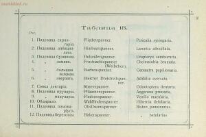 Краткое руководство к собиранию и определению бабочек 1908 год - 55-GI3HSx8pQPk.jpg