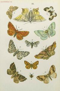 Краткое руководство к собиранию и определению бабочек 1908 год - 56-QdlWz2sKSHU.jpg