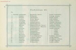 Краткое руководство к собиранию и определению бабочек 1908 год - 58-Nd9-fmSxgW8.jpg