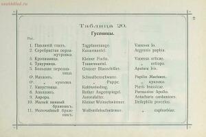 Краткое руководство к собиранию и определению бабочек 1908 год - 61-K5dRQJCjxJ8.jpg