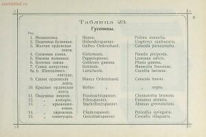 Краткое руководство к собиранию и определению бабочек 1908 год - 70-nhDMZdIjKBA.jpg