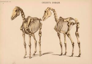 Иппологический атлас для наглядного изучения верховой лошади 1889 год - 03-Zos9nfu9Pxo.jpg