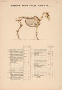 Иппологический атлас для наглядного изучения верховой лошади 1889 год - 04-23cNQ-o3cRQ.jpg