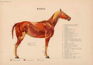 Иппологический атлас для наглядного изучения верховой лошади 1889 год - 06-nCkOlEnDE6Y.jpg