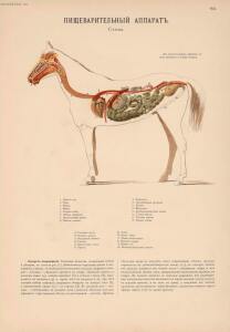 Иппологический атлас для наглядного изучения верховой лошади 1889 год - 09-iGf73TFwtRs.jpg