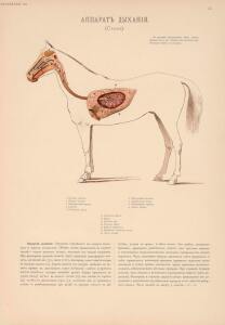 Иппологический атлас для наглядного изучения верховой лошади 1889 год - 10-nR77W9KLJkc.jpg