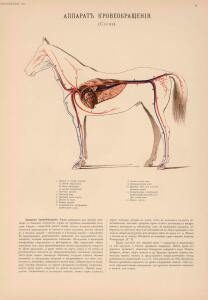 Иппологический атлас для наглядного изучения верховой лошади 1889 год - 11-hiSiMHPDHso.jpg