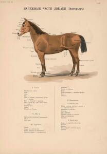 Иппологический атлас для наглядного изучения верховой лошади 1889 год - 15-vGg73kKq2Cs.jpg