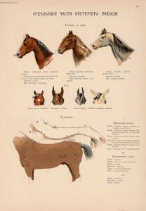 Иппологический атлас для наглядного изучения верховой лошади 1889 год - 16-xDO5tWVdKWo.jpg