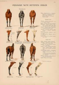 Иппологический атлас для наглядного изучения верховой лошади 1889 год - 17-3xPW3qJYI3c.jpg