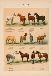 Иппологический атлас для наглядного изучения верховой лошади 1889 год - 20-yFZJFys44vE.jpg