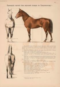 Иппологический атлас для наглядного изучения верховой лошади 1889 год - 21-imXfeRKwEXE.jpg