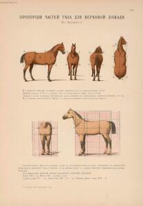 Иппологический атлас для наглядного изучения верховой лошади 1889 год - 22-KJKklW4pZ70.jpg