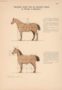 Иппологический атлас для наглядного изучения верховой лошади 1889 год - 24-pHBsQpZQtxA.jpg