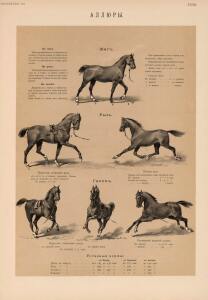 Иппологический атлас для наглядного изучения верховой лошади 1889 год - 29-4F5wcdN_sZs.jpg