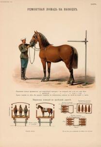 Иппологический атлас для наглядного изучения верховой лошади 1889 год - 34-r0niSJB56SI.jpg