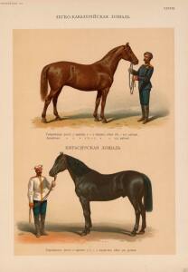 Иппологический атлас для наглядного изучения верховой лошади 1889 год - 35-PG34Pr20nhI.jpg