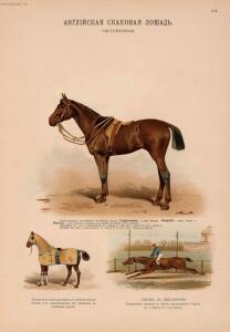 Иппологический атлас для наглядного изучения верховой лошади 1889 год - 37-kmb9FRg7lxo.jpg