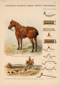 Иппологический атлас для наглядного изучения верховой лошади 1889 год - 38-M-I3m5fn5yU.jpg