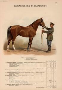 Иппологический атлас для наглядного изучения верховой лошади 1889 год - 39-DeXQsBnxXOs.jpg