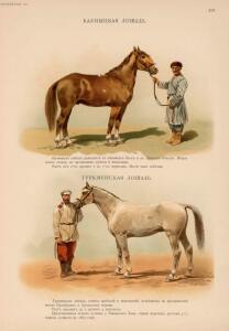 Иппологический атлас для наглядного изучения верховой лошади 1889 год - 41-8aj5b4WEYeo.jpg