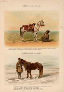 Иппологический атлас для наглядного изучения верховой лошади 1889 год - 42-HNvGPYaNWp0.jpg