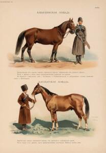 Иппологический атлас для наглядного изучения верховой лошади 1889 год - 43-vpmKxbSBgcE.jpg