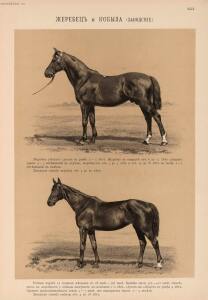 Иппологический атлас для наглядного изучения верховой лошади 1889 год - 44-0QQHEBUafx4.jpg