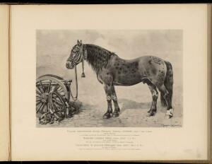 Типы и породы лошадей Российской империи 1908 год - 04-bt0RbKhh9Fc.jpg