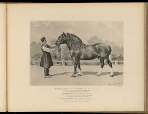 Типы и породы лошадей Российской империи 1908 год - 06-twIo3VeMIro.jpg
