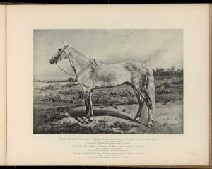 Типы и породы лошадей Российской империи 1908 год - 09-h4Z1zdmuyO0.jpg
