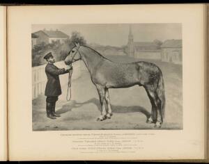 Типы и породы лошадей Российской империи 1908 год - 10-zMo4XoH_v0.jpg