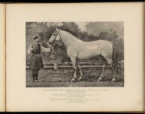 Типы и породы лошадей Российской империи 1908 год - 11-Xl3UsNPiUbw.jpg
