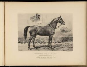 Типы и породы лошадей Российской империи 1908 год - 12-V3duUcRQBJo.jpg