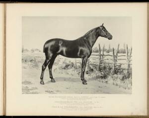 Типы и породы лошадей Российской империи 1908 год - 14-9E-KEYAxflo.jpg