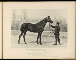 Типы и породы лошадей Российской империи 1908 год - 15-FfvHg8LAgak.jpg