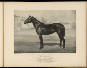 Типы и породы лошадей Российской империи 1908 год - 16-OGwNq_9c9A8.jpg