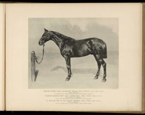 Типы и породы лошадей Российской империи 1908 год - 19-tZACIIrOIDo.jpg