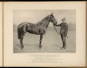 Типы и породы лошадей Российской империи 1908 год - 21-MZmfXmZ4afc.jpg
