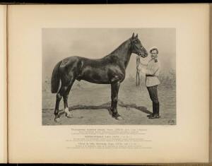 Типы и породы лошадей Российской империи 1908 год - 22-0v1Ch4FOsPo.jpg