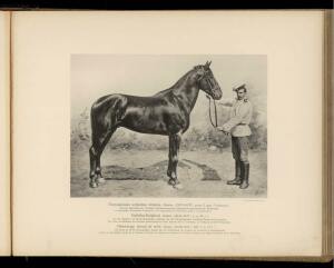 Типы и породы лошадей Российской империи 1908 год - 23-cC9oU7aCE2E.jpg