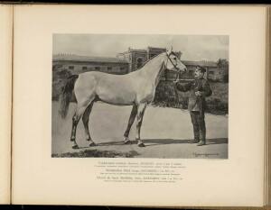 Типы и породы лошадей Российской империи 1908 год - 28-zZExwdQQZ6s.jpg